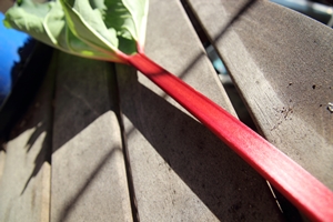 a single stick of rhubarb